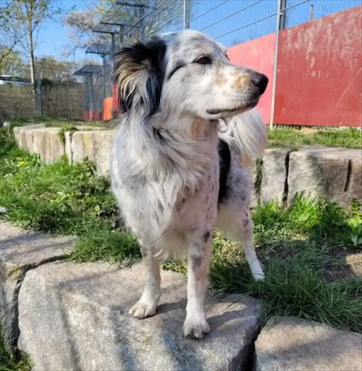 Großer Münsterländer-Mix Loki