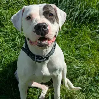 Mia - Dogo Argentino - Bild 1