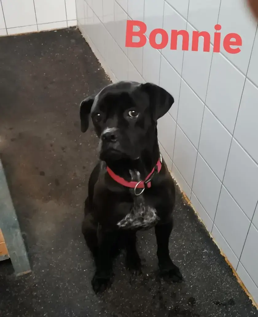 Bonnie - Cane Corso Italiano - Bild 16