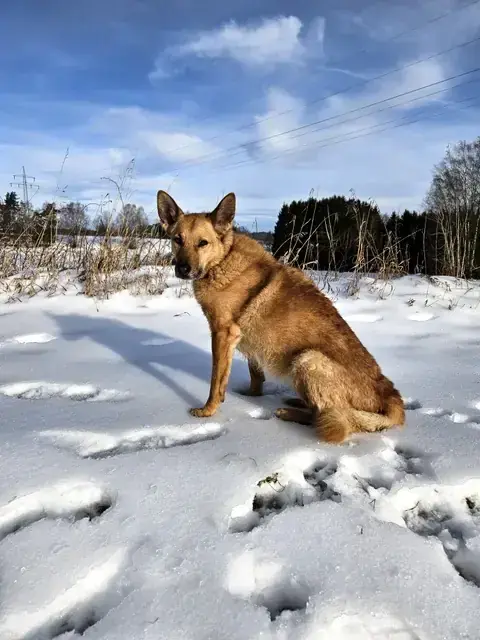 Zira -  - Bild 1