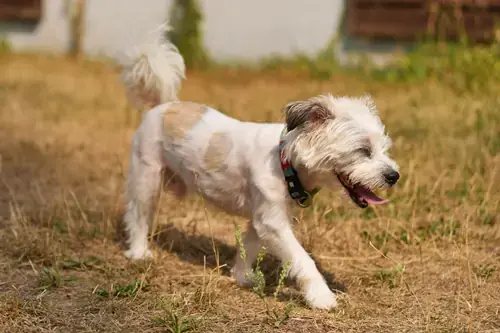 Bruno -  - Bild 3