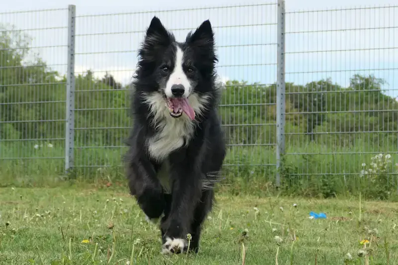 Bert - Border Collie - Bild 1