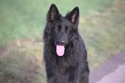 Filou – Deutscher Schäferhund – Bild 8