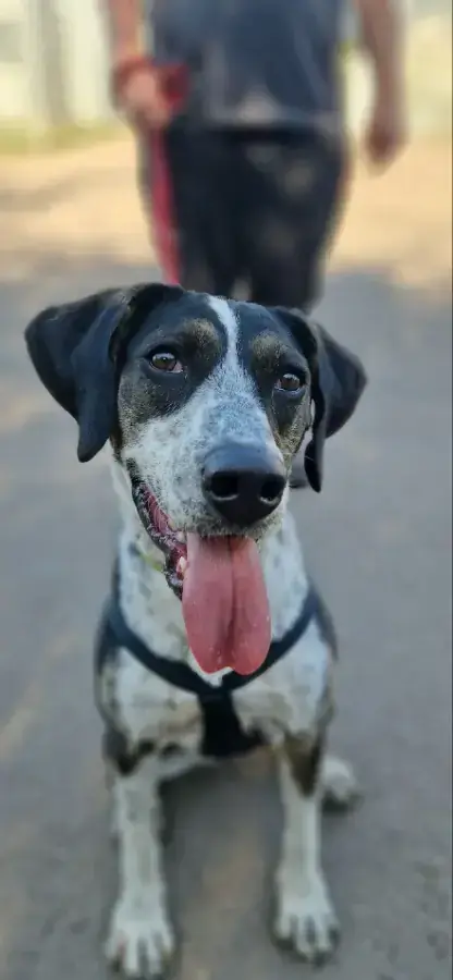 Bounty - Serbischer Laufhund - Bild 2