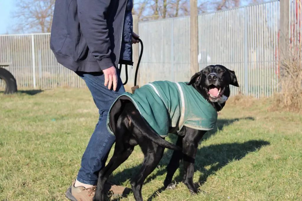 Percy - Dalmatiner, Labrador Retriever - Bild 2
