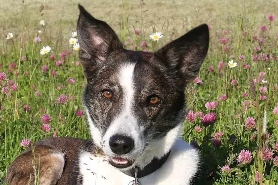 Cosmo -  - Bild 2