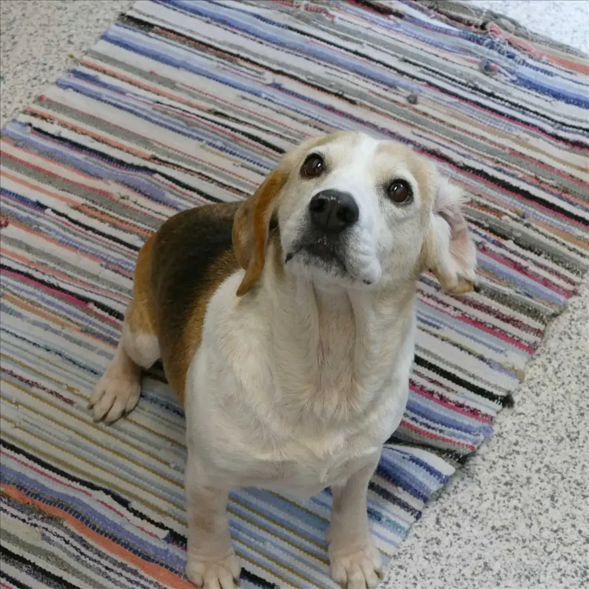 BABSI - Beagle - Bild 1