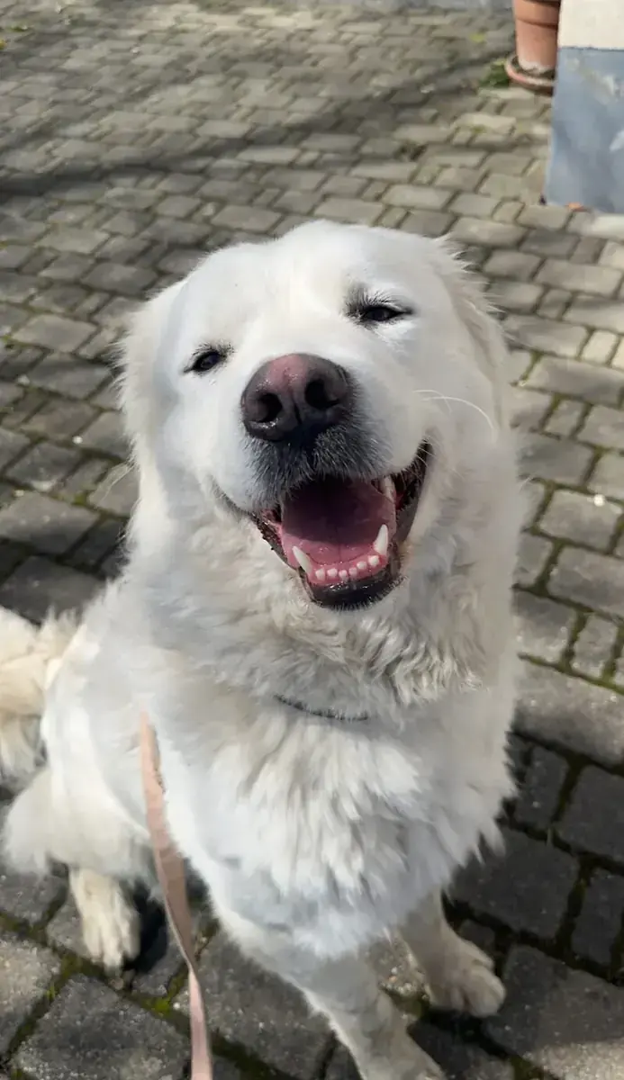 Betty - Deutscher Schäferhund - Bild 3