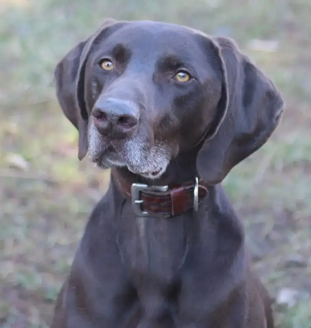Buddy – Weimaraner, Deutsch Kurzhaar – Bild 3