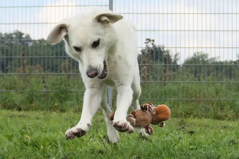 Pino - Siberian Husky, Labrador Retriever - Bild 2