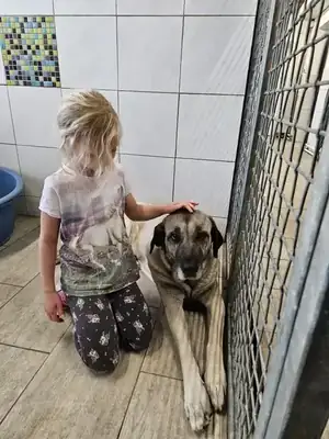 Naz – Kangal-Hirtenhund – Bild 3