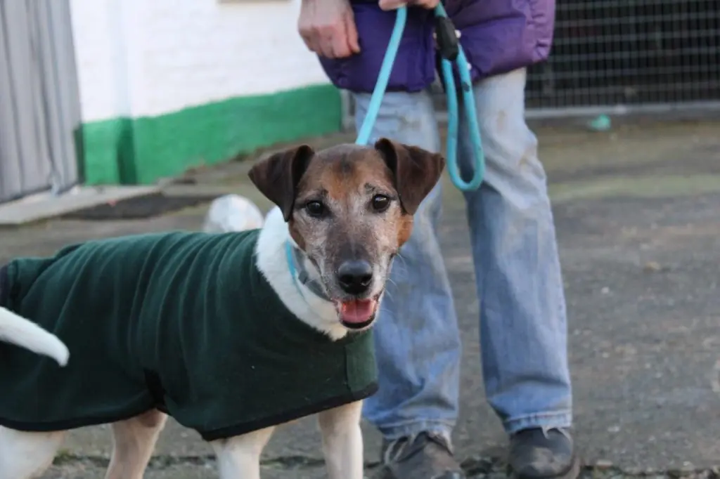 Scotty - Foxterrier Drahthaar - Bild 1