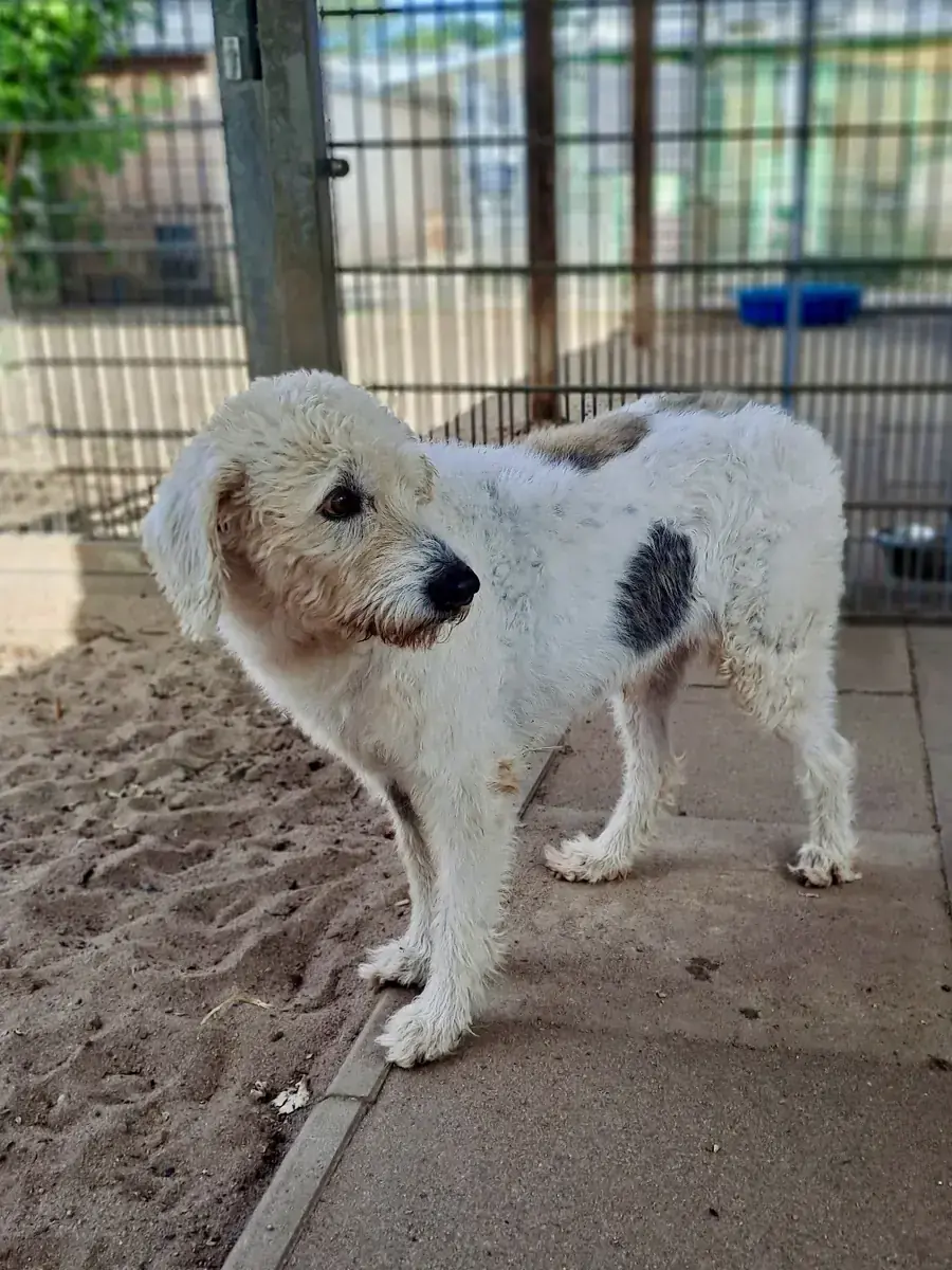 Milou -  - Bild 1