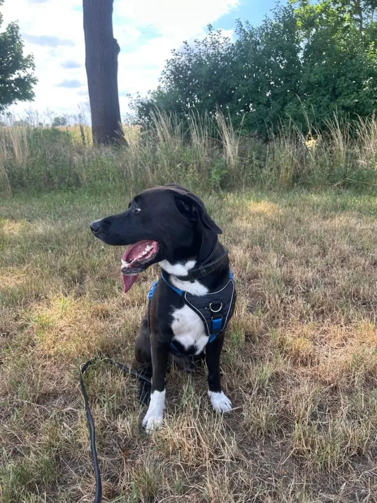 Pablo - Labrador Retriever - Bild 1
