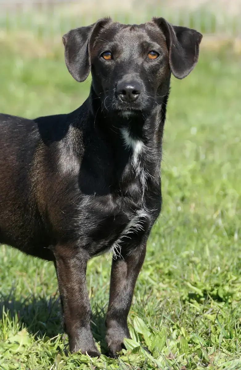 Casey - Dackel - Bild 2