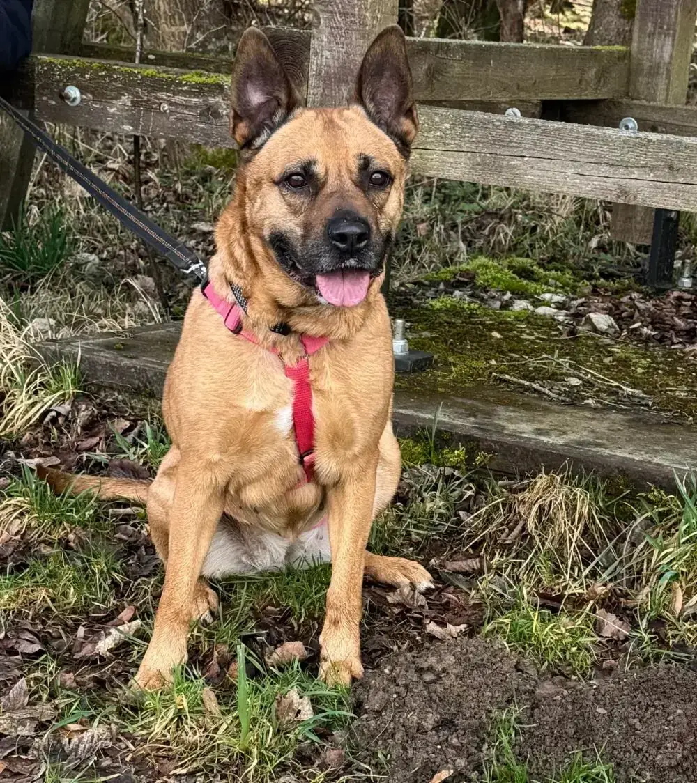 Coco - Deutscher Boxer, Deutscher Schäferhund - Bild 1