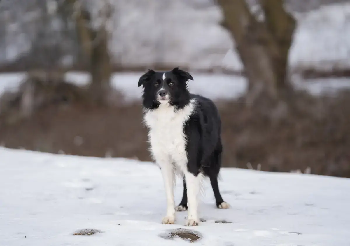 Border Collie Balu