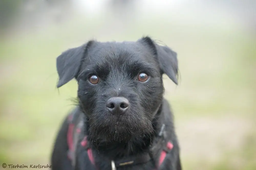 Goliath -  - Bild 1