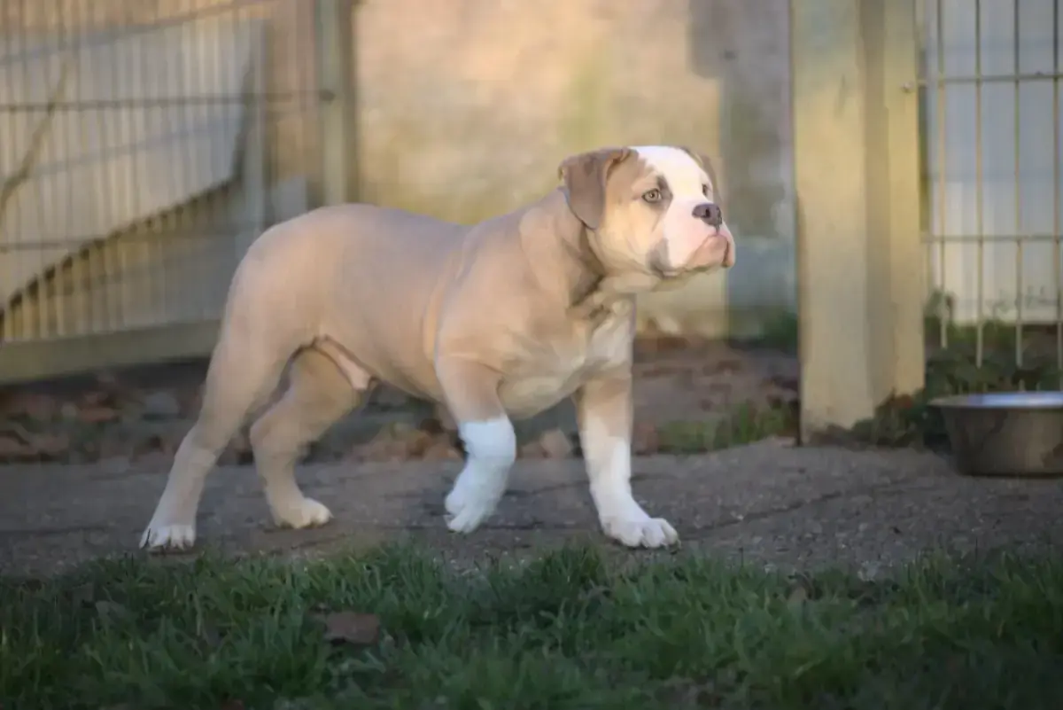 Arthur - Englische Bulldogge - Bild 1