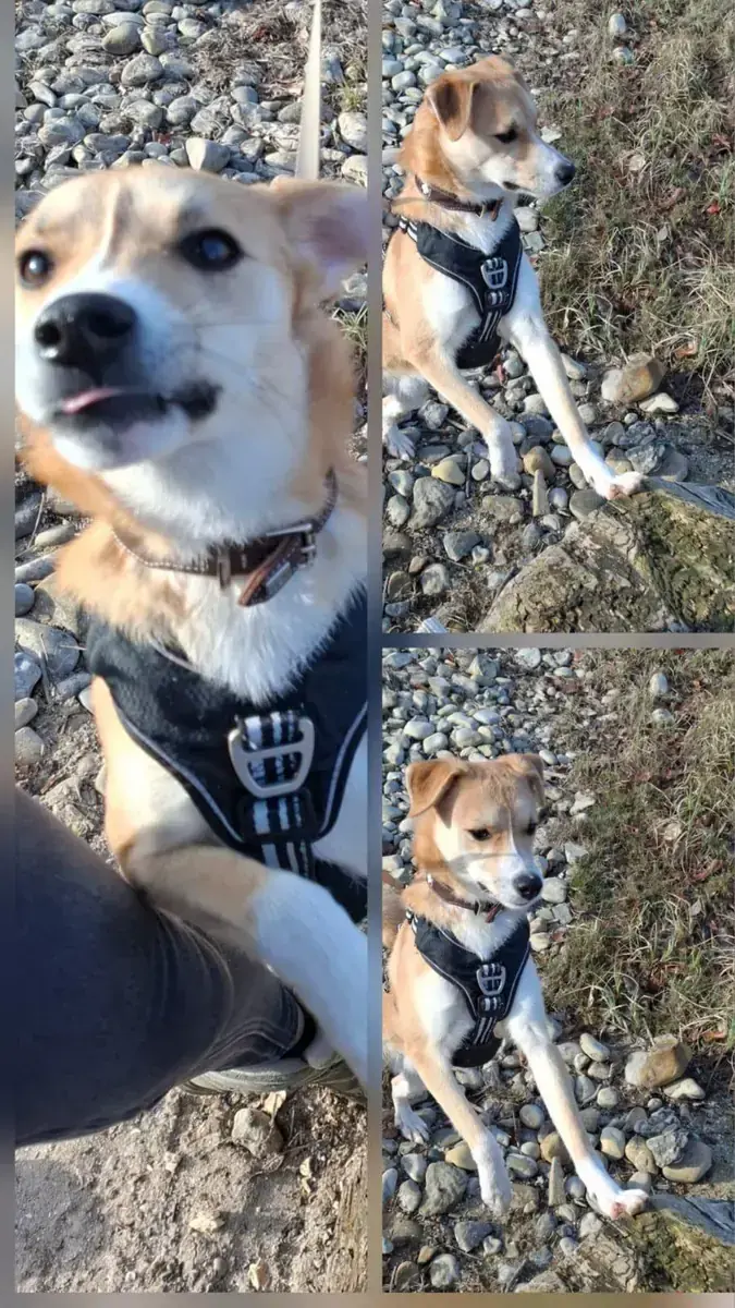 Norbert -  - Bild 4