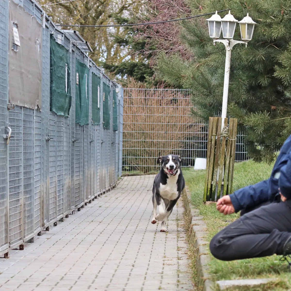 Buddy -  - Bild 8