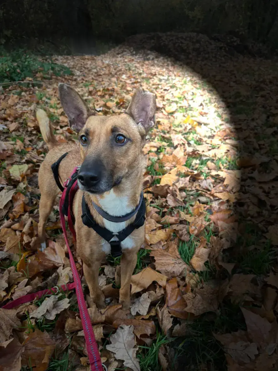 Layla -  - Bild 1