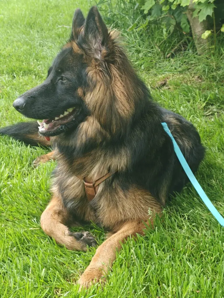Mika - Deutscher Schäferhund - Bild 1