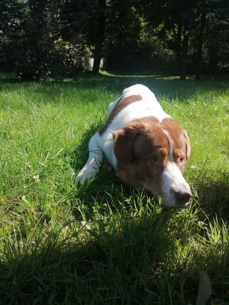 Thibaut -  - Bild 16