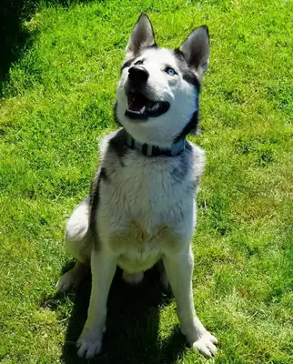 Orion – Siberian Husky – Bild 3