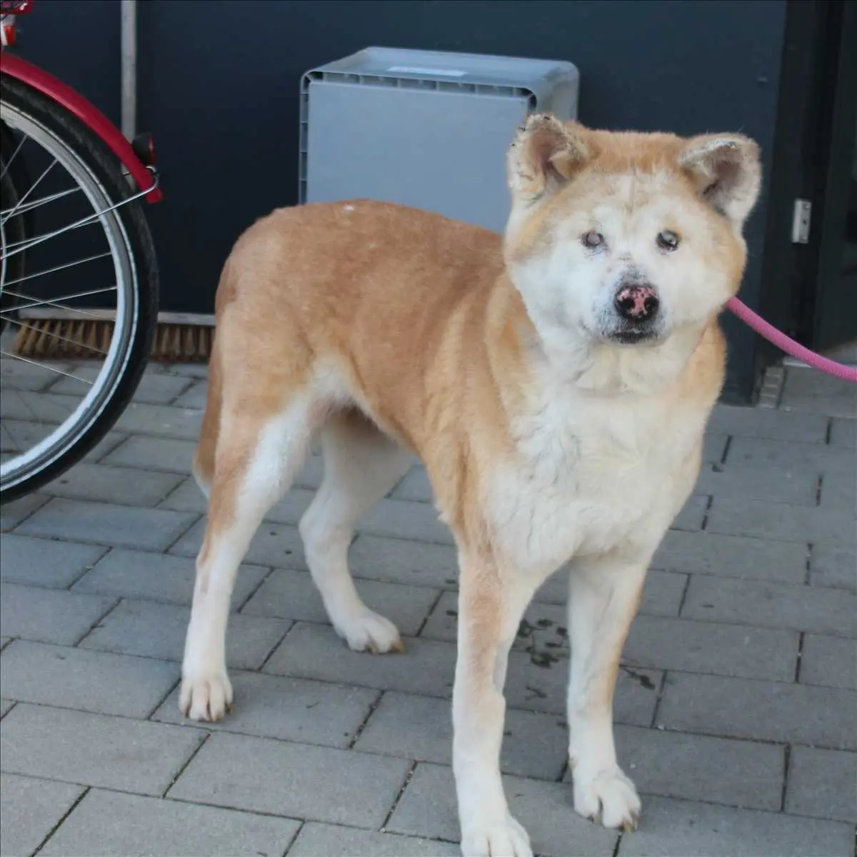 DIVA - Akita - Bild 1