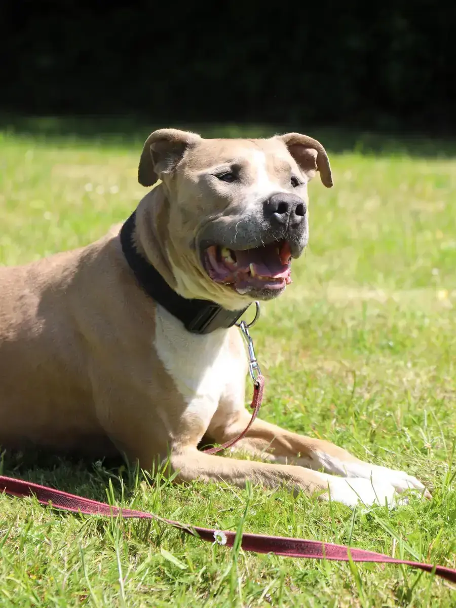 Tequila - American Staffordshire Terrier - Bild 3