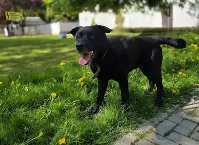 Carlo – Hund – Bild 7