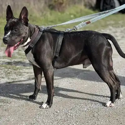 Rio – American Staffordshire Terrier – Bild 2