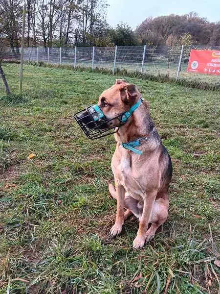 Sam -  - Bild 3