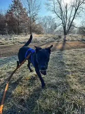 Yoshi – Labrador Retriever – Bild 6