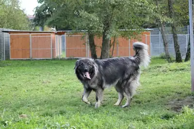 Rocky – Šarplaninac – Bild 7