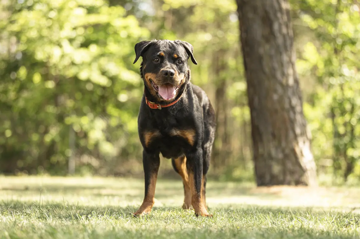 Cara - Rottweiler - Bild 4