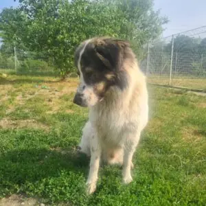 Georgie -  - Bild 3