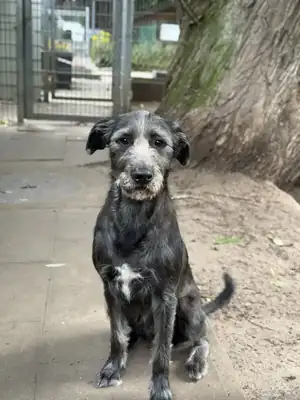 Cleo – Riesenschnauzer – Bild 4
