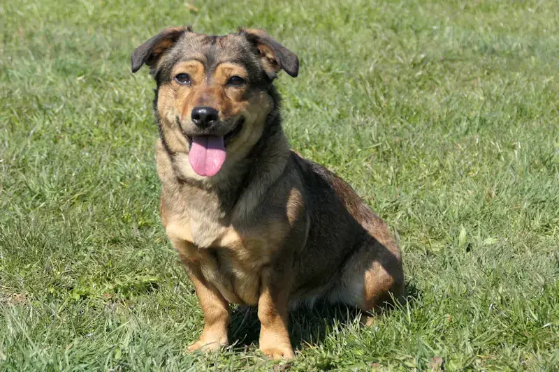 Tiziana - Dackel - Bild 1