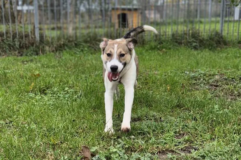 Bobby -  - Bild 1