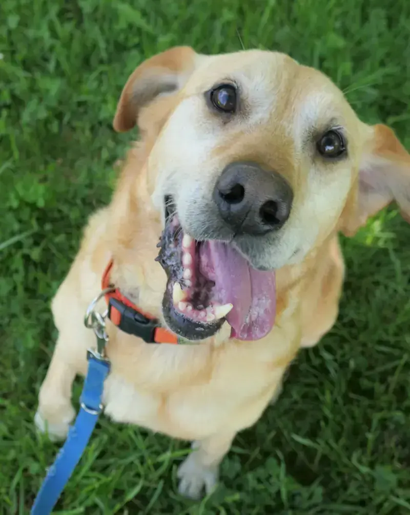 Leo - Labrador Retriever - Bild 2