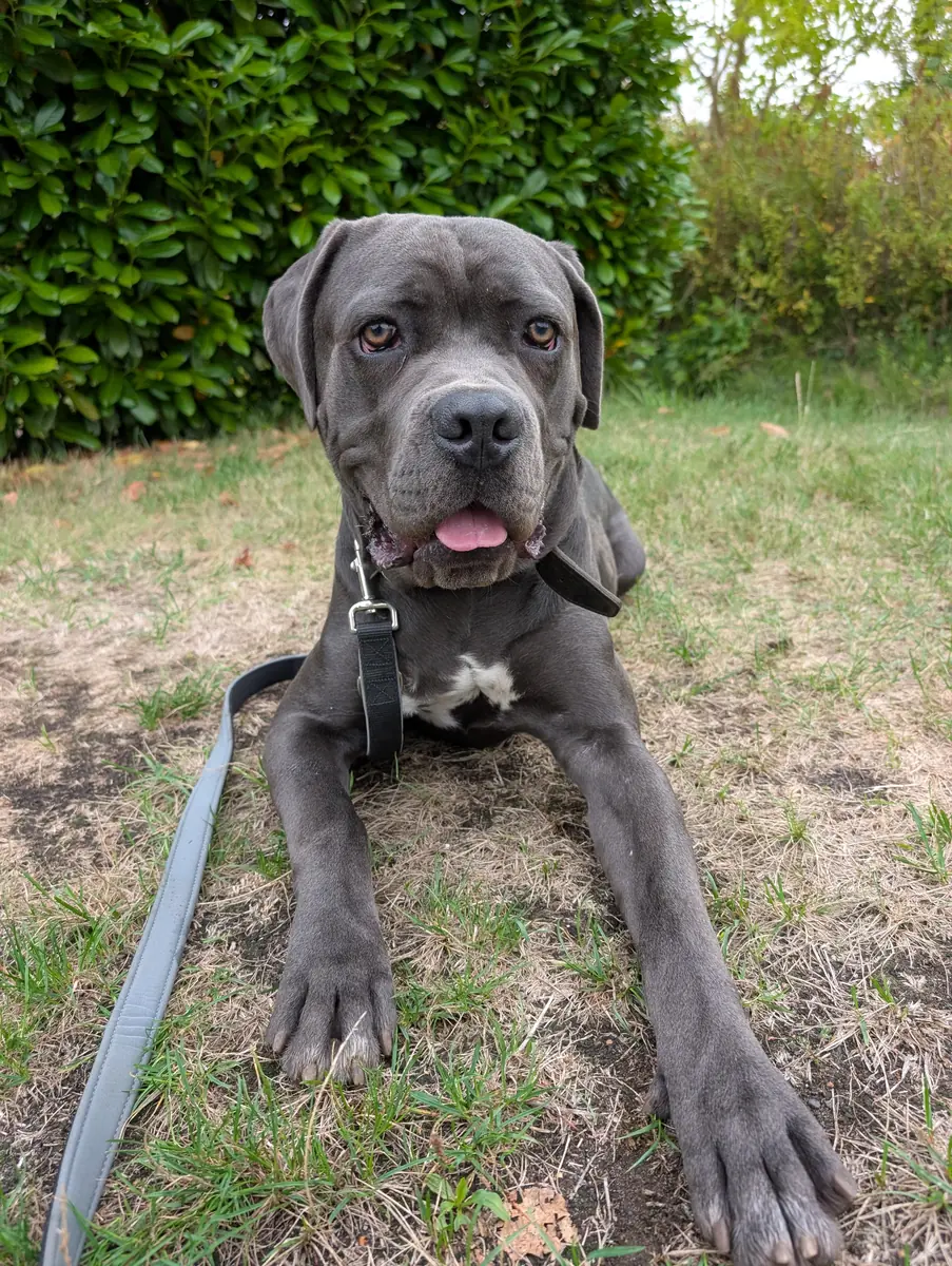 Ares - Cane Corso Italiano - Bild 3