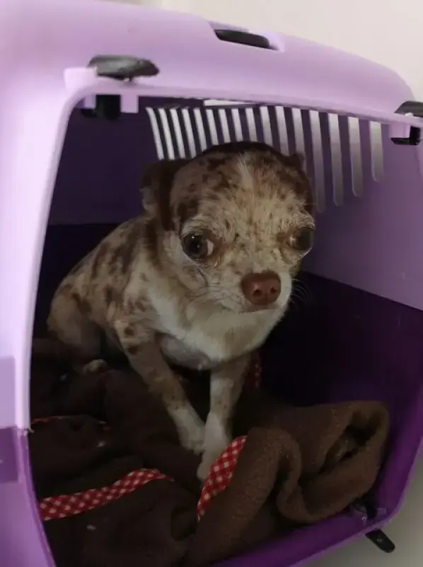 Hugo - Chihuahua - Bild 9