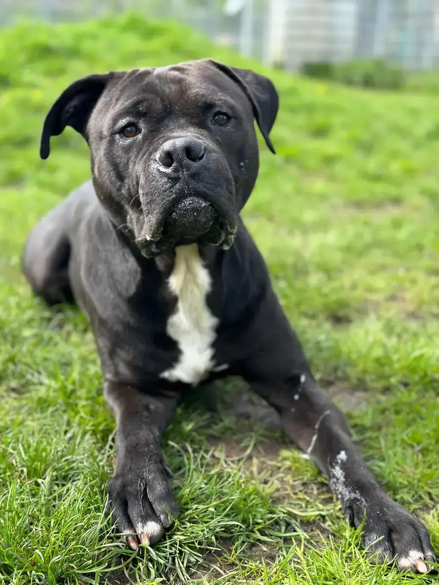 Major - American Staffordshire Terrier - Bild 5