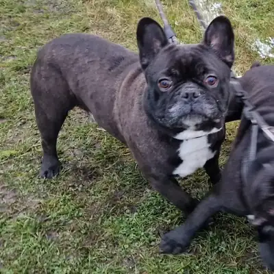 Kuma und Thor – Französische Bulldogge – Bild 14