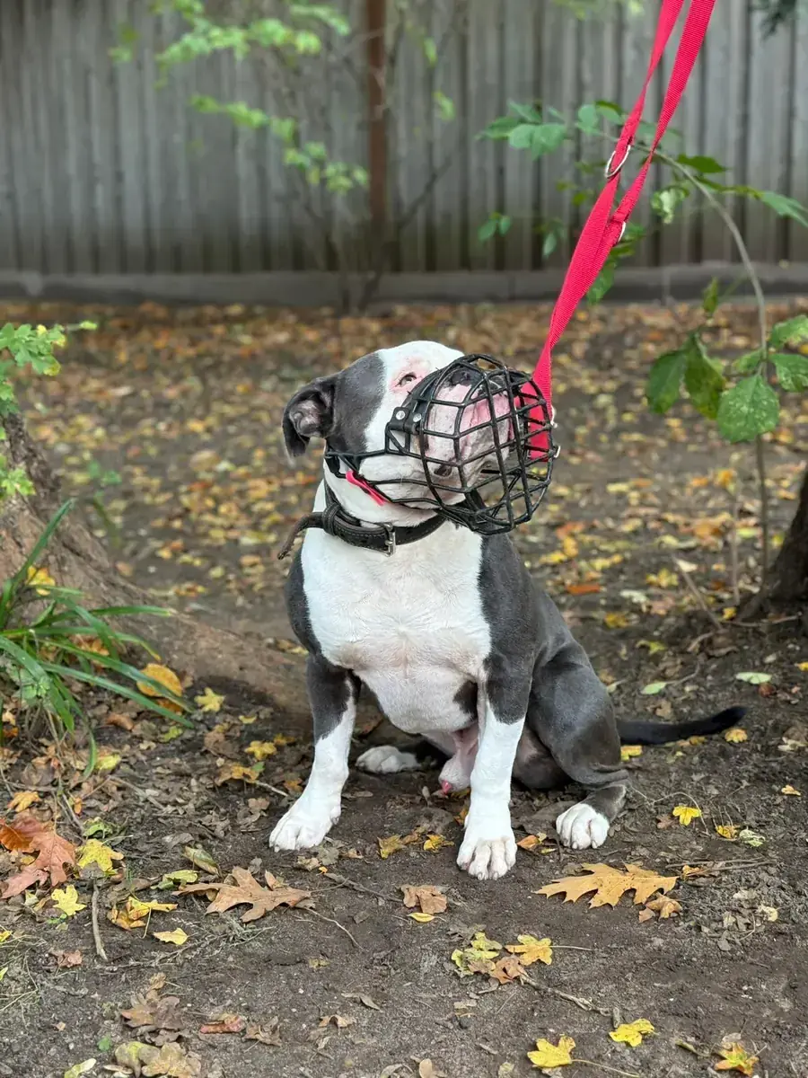 Eddy - Englische Bulldogge - Bild 5