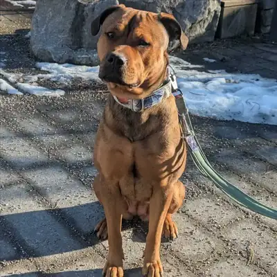 AKIRA – Rottweiler – Bild 4