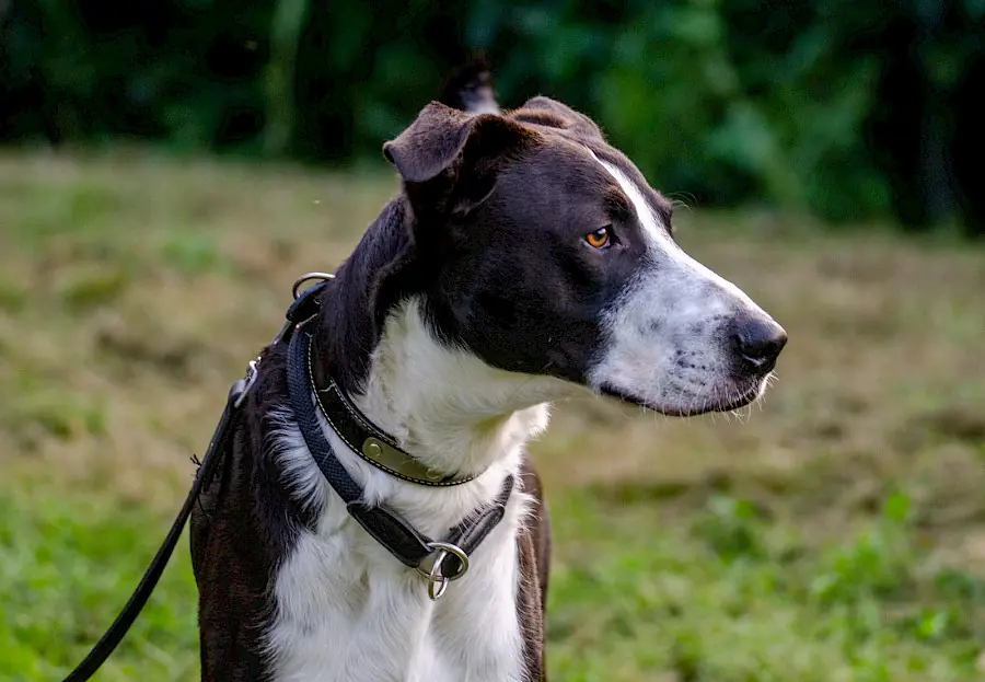 Floki -  - Bild 4