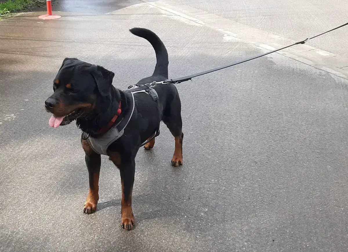 Amigo - Rottweiler - Bild 21